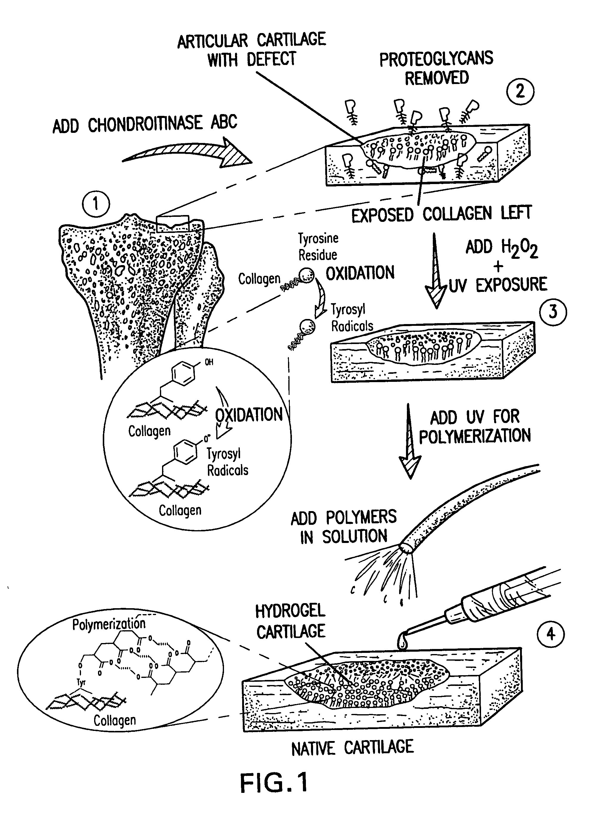 Method and material for enhanced tissue-biomaterial integration