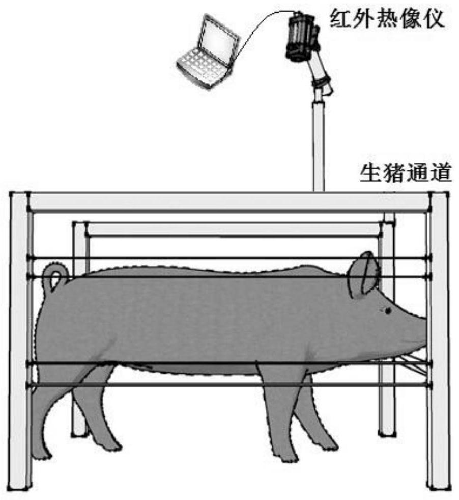 Moving target body surface temperature rapid detection method and system based on thermal infrared video