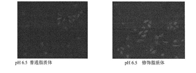 Amphoteric ion-based charge reversal chitosan derivative and application thereof in medicament