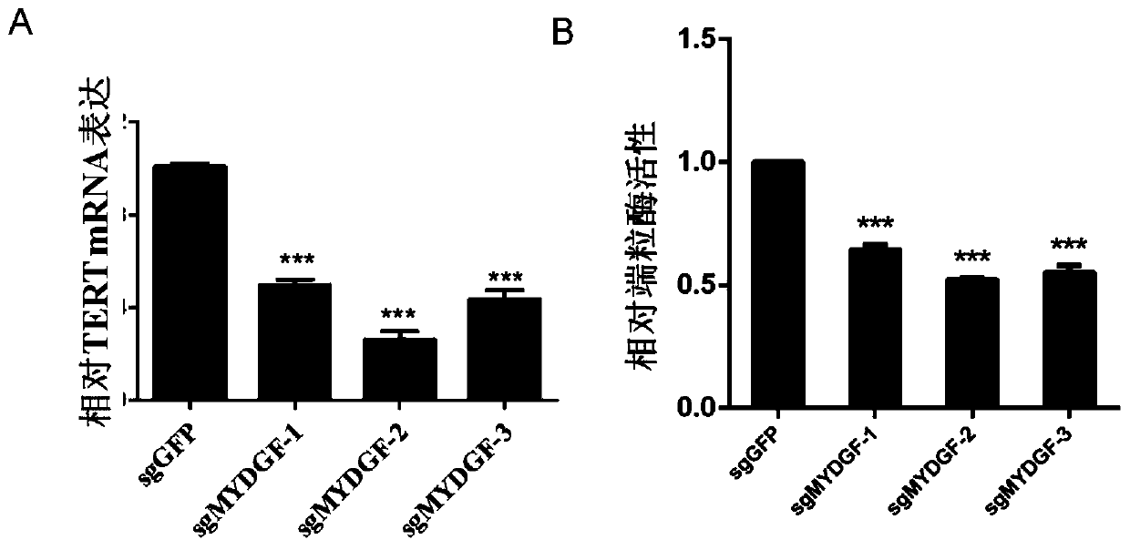 Application of MYDGF protein in preparation of telomerase expression and cell senescence regulating agent