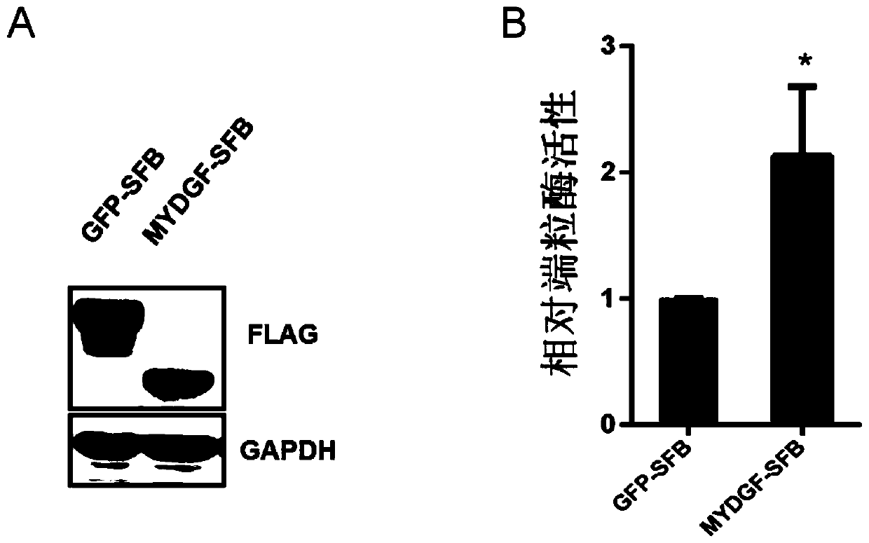 Application of MYDGF protein in preparation of telomerase expression and cell senescence regulating agent