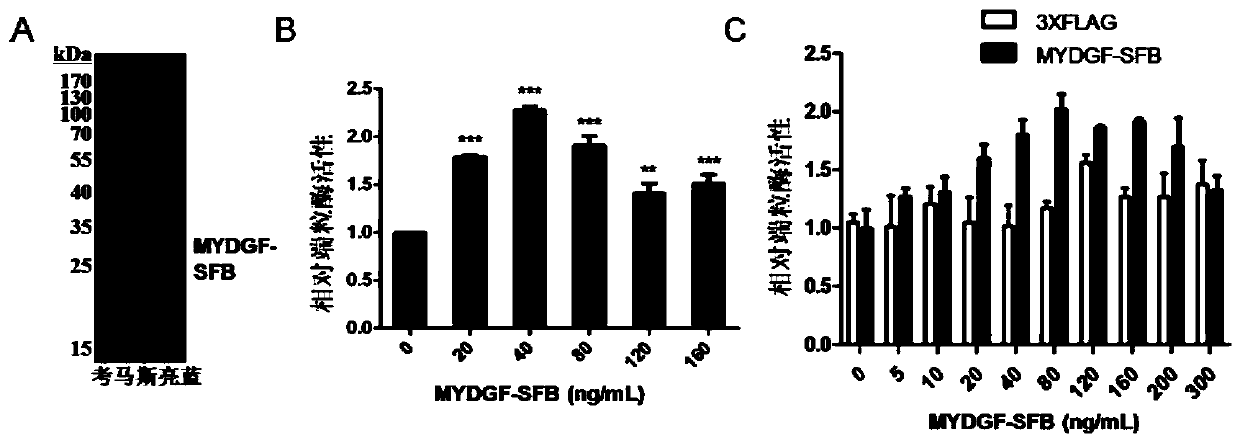 Application of MYDGF protein in preparation of telomerase expression and cell senescence regulating agent