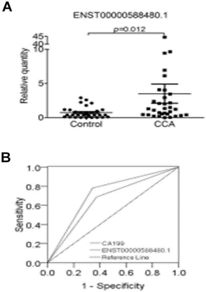 Long and non-coding RNA and application thereof in diagnosis/treatment of bile duct carcinoma