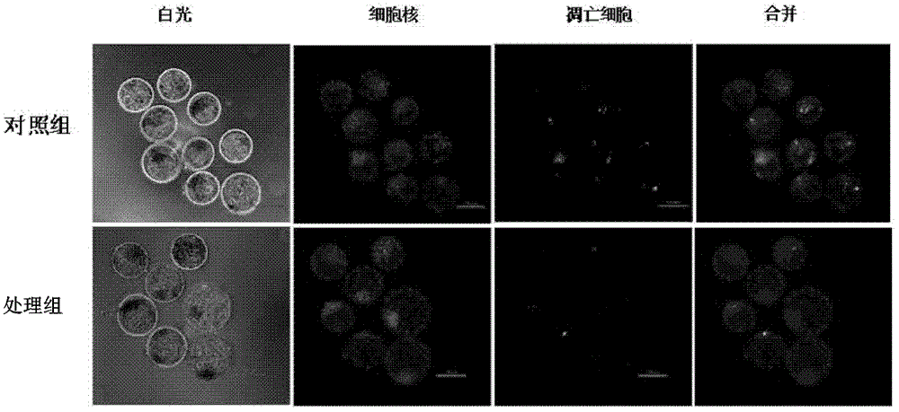 Method for processing bovine somatic cell cloned embryos constructed on basis of somatic cell nuclear transplantation