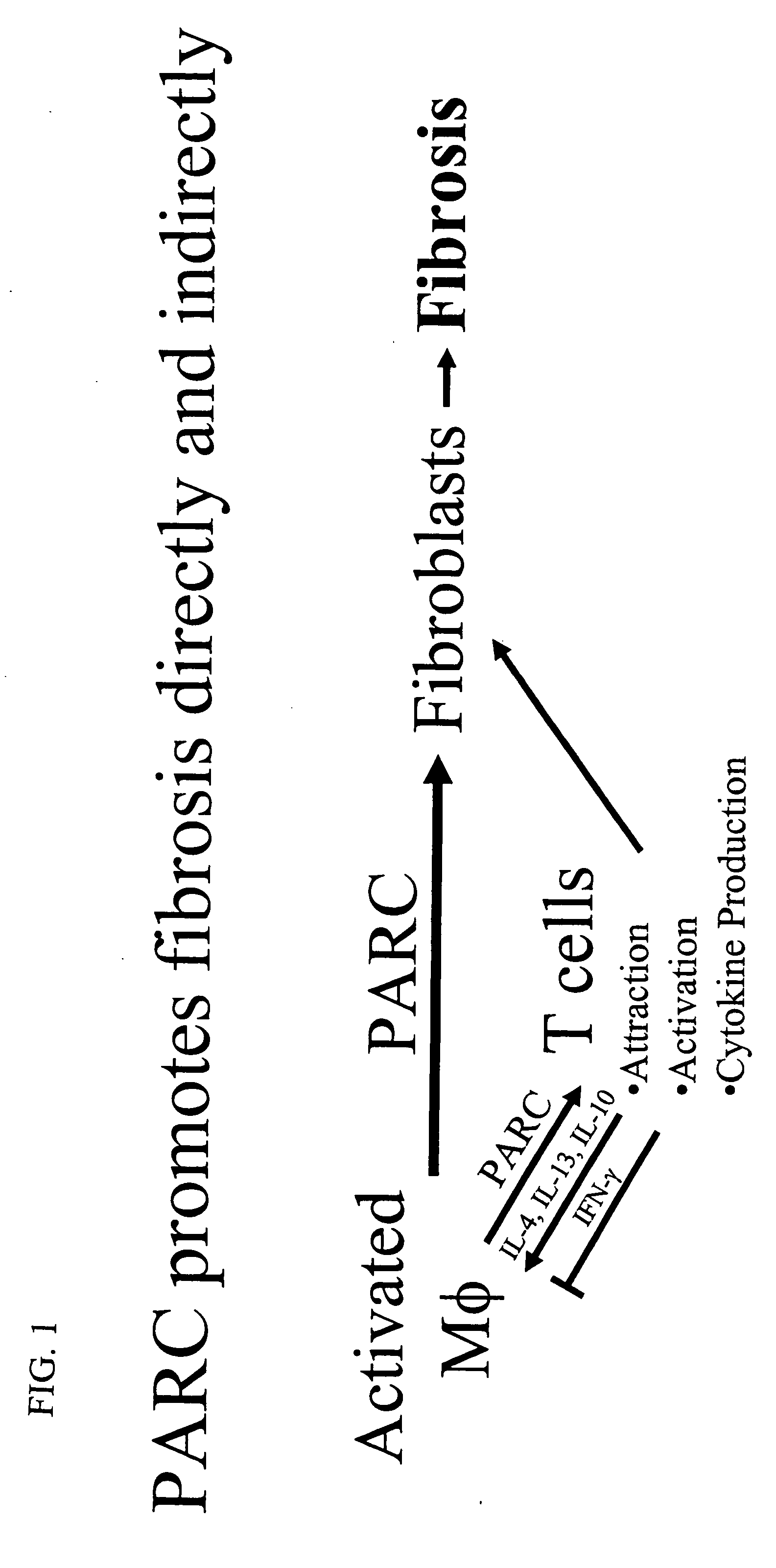 Therapeutic targeting of PARC/CCL18 and its signaling in pulmonary fibrosis