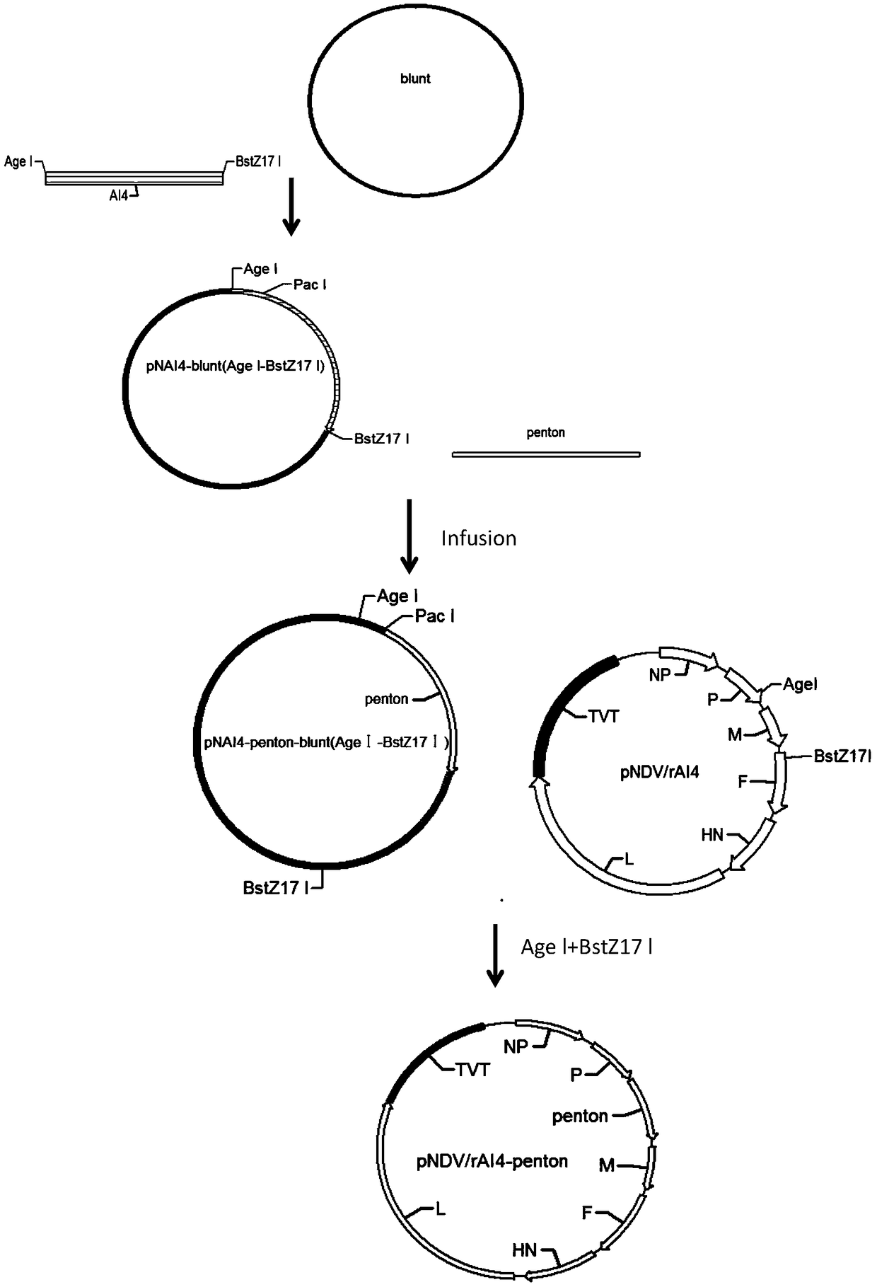 Recombinant newcastle disease vaccine candidate rAI4-penton to express avian adenovirus penton protein and construction method thereof