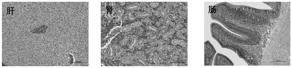 Construction method of lipopolysaccharide induced fish multi-organ injury model