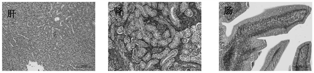 Construction method of lipopolysaccharide induced fish multi-organ injury model