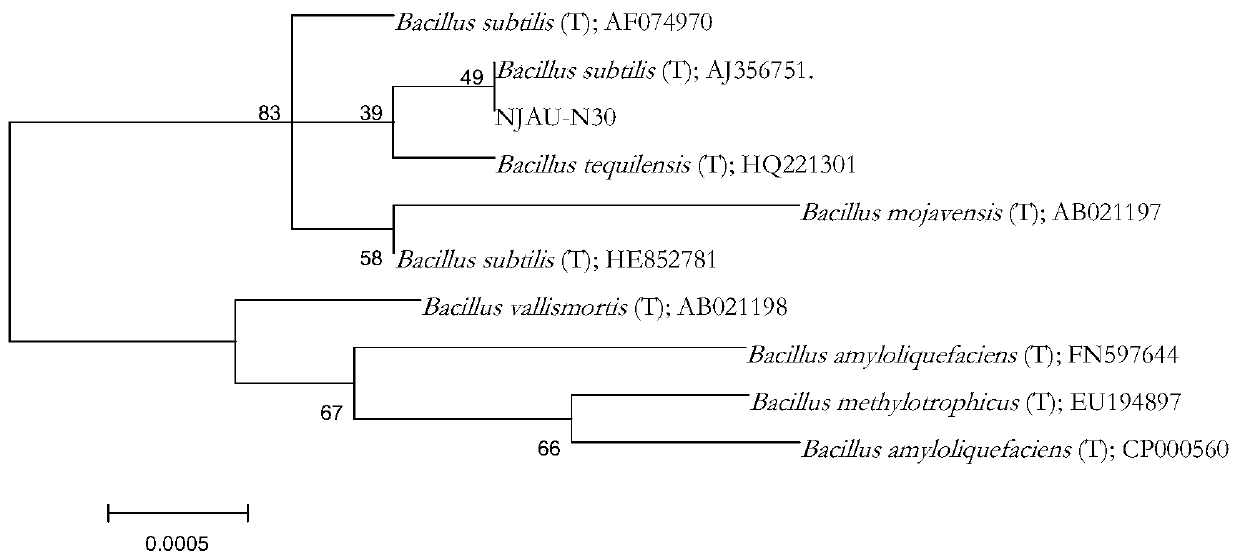 Bacillus high temperature bacteria NJAU-N30 for accelerating composting and decomposition and application thereof