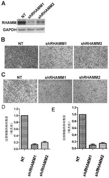 New application of substance in regulation and control of YAP (Yes-associated protein) and/or TEAD and/or RHAMM (Receptor for Hyaluronan Mediated Motility) expression level