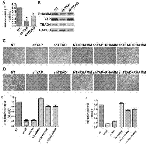 New application of substance in regulation and control of YAP (Yes-associated protein) and/or TEAD and/or RHAMM (Receptor for Hyaluronan Mediated Motility) expression level