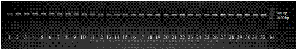 Aconitum coreanum DNA barcode based on big data and method for identifying aconitum coreanum