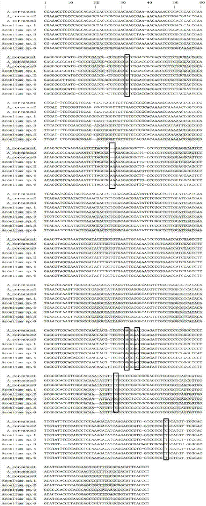 Aconitum coreanum DNA barcode based on big data and method for identifying aconitum coreanum