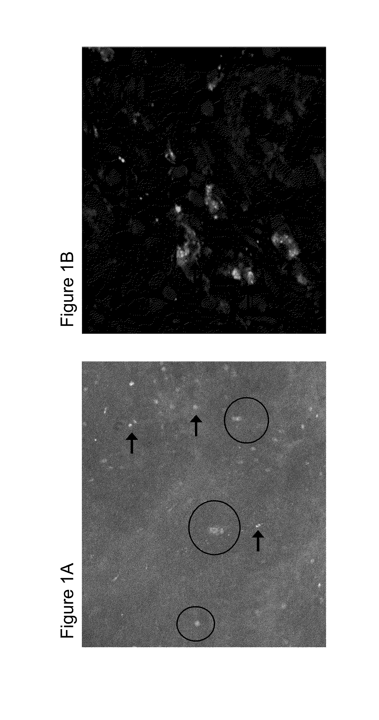 Methods and compositions for determining responsiveness to treatment with a tnf-alpha inhibitor