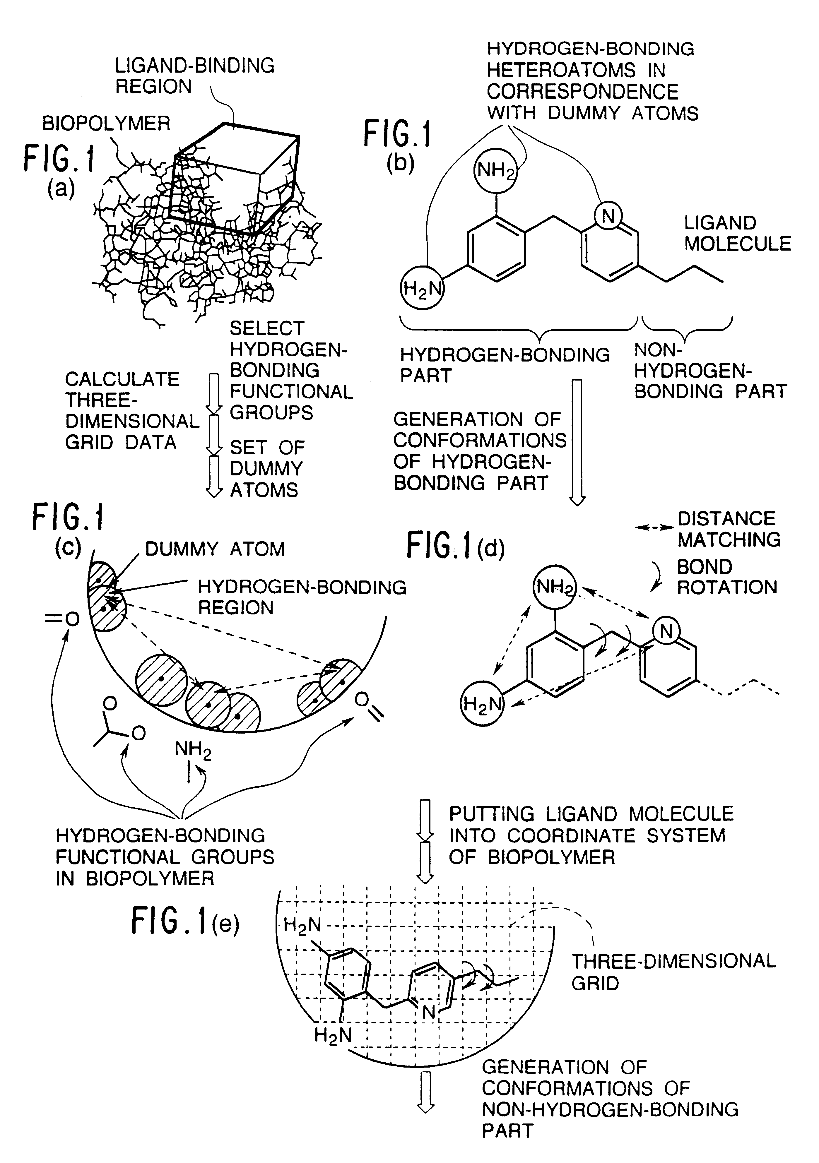 Methods for searching stable docking models of biopolymer-ligand molecule complex