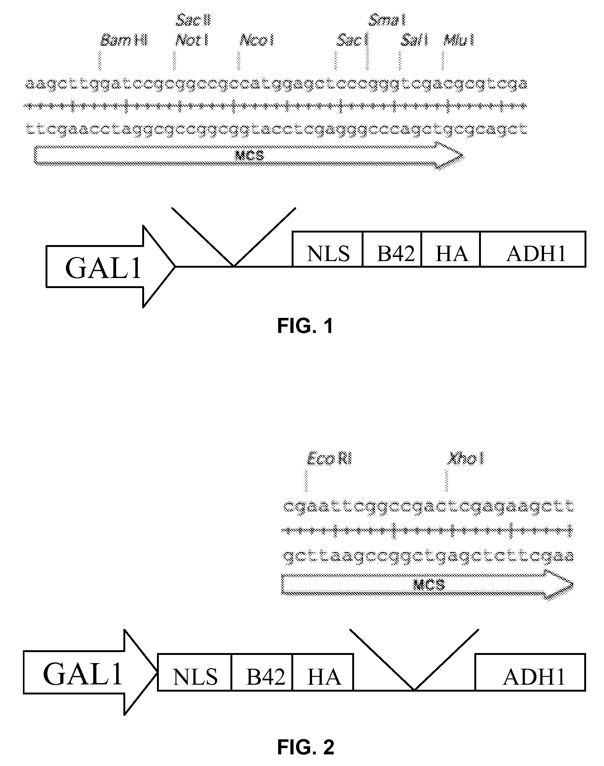 System for pulling out regulatory elements using yeast