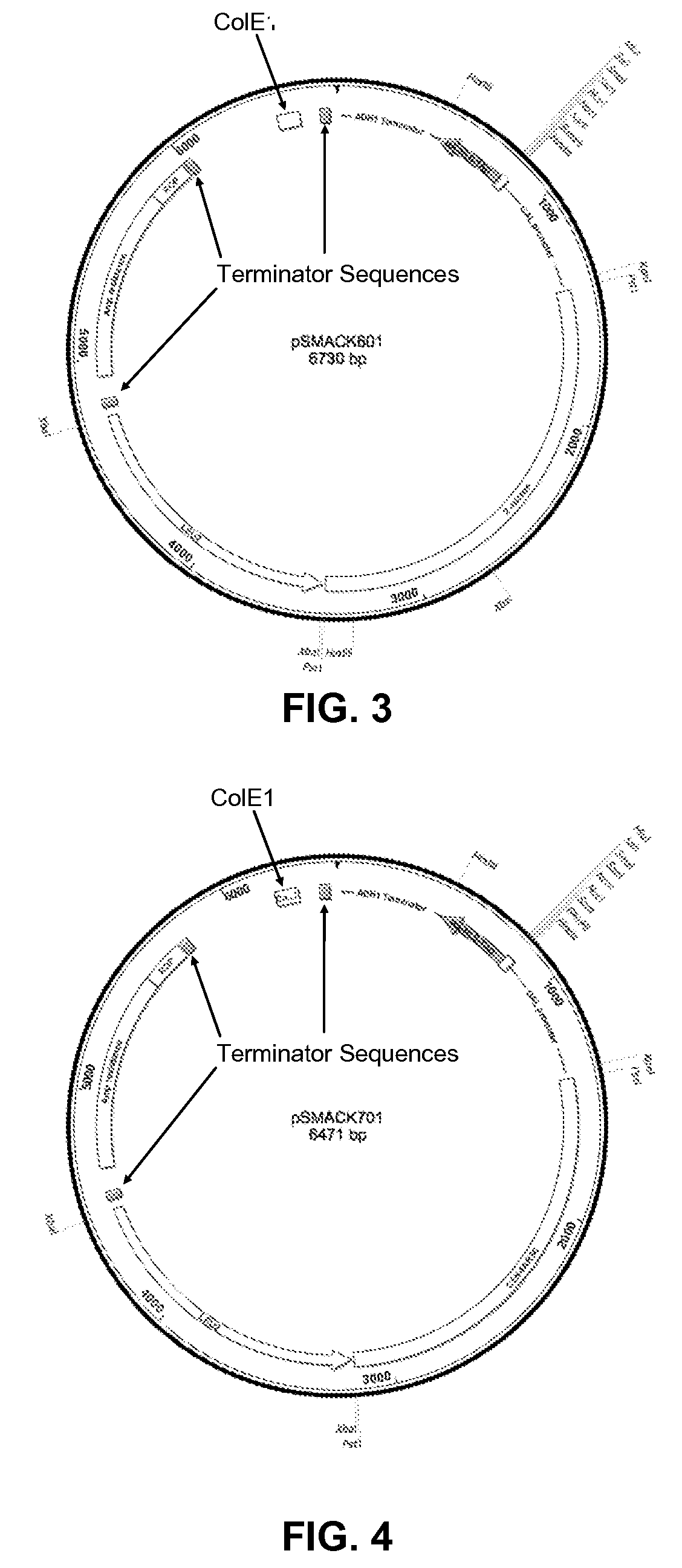 System for pulling out regulatory elements using yeast