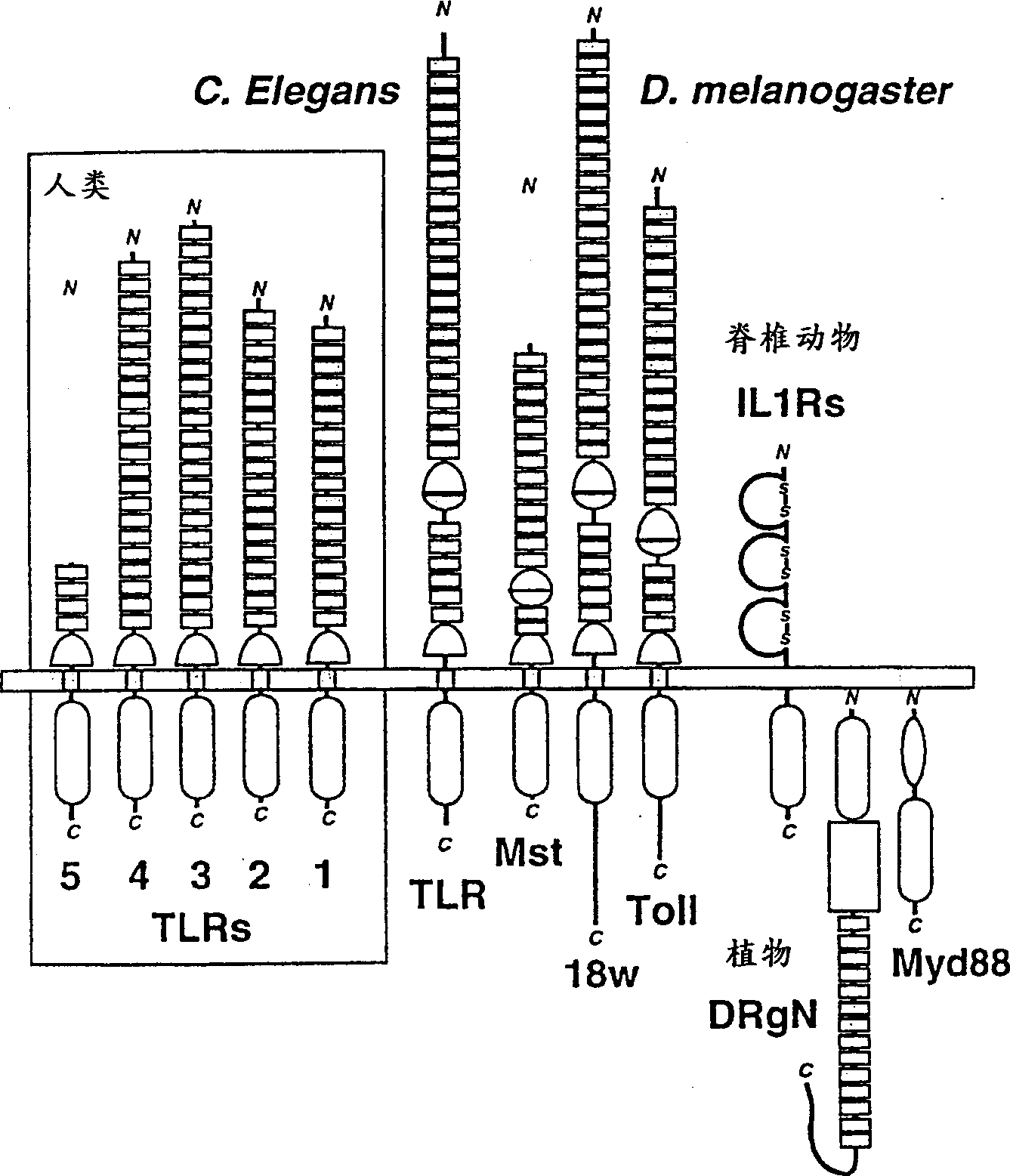 Human TOLL-like receptor proteins, related reagents and methods