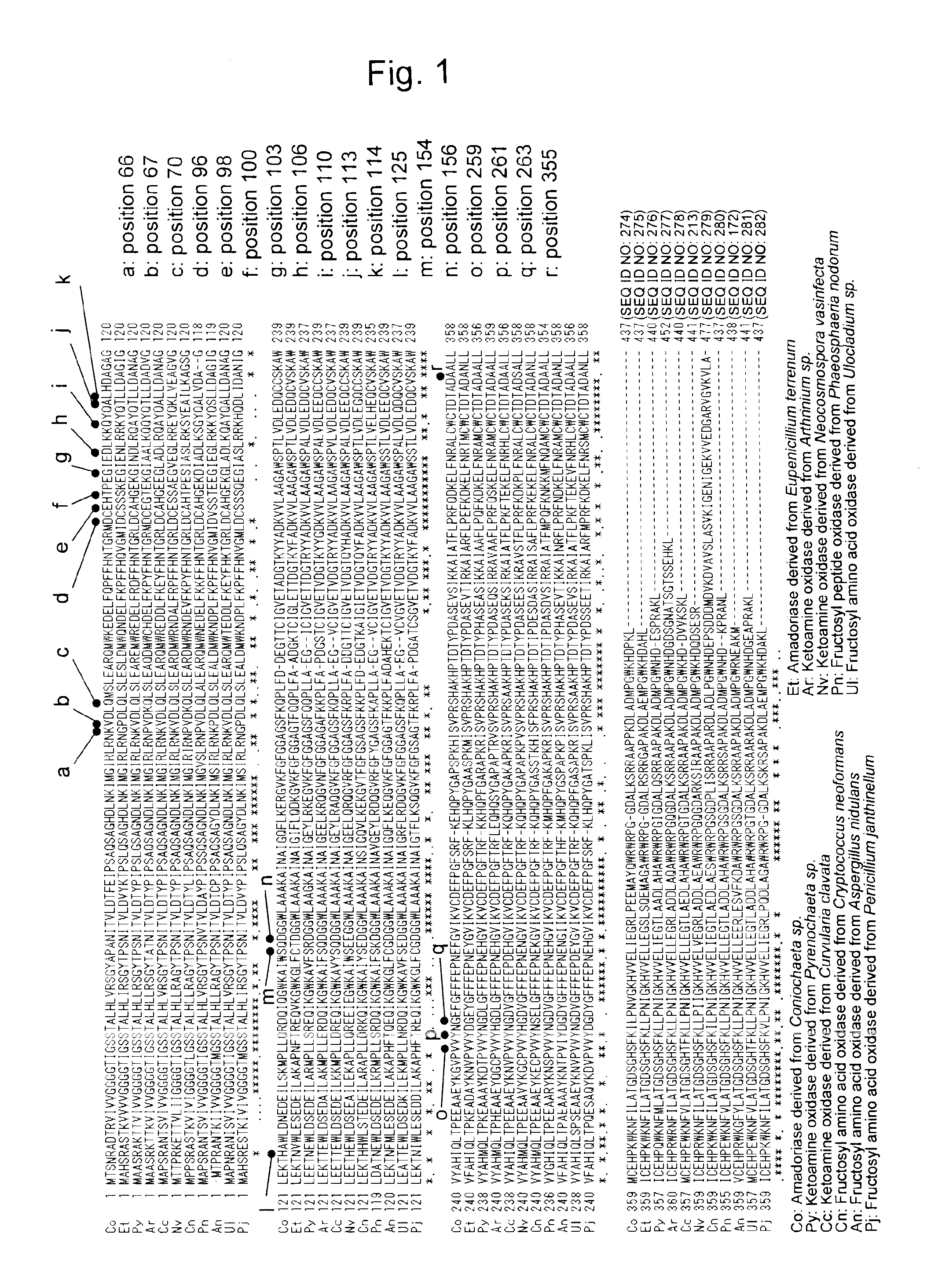 Amadoriase having altered substrate specificity