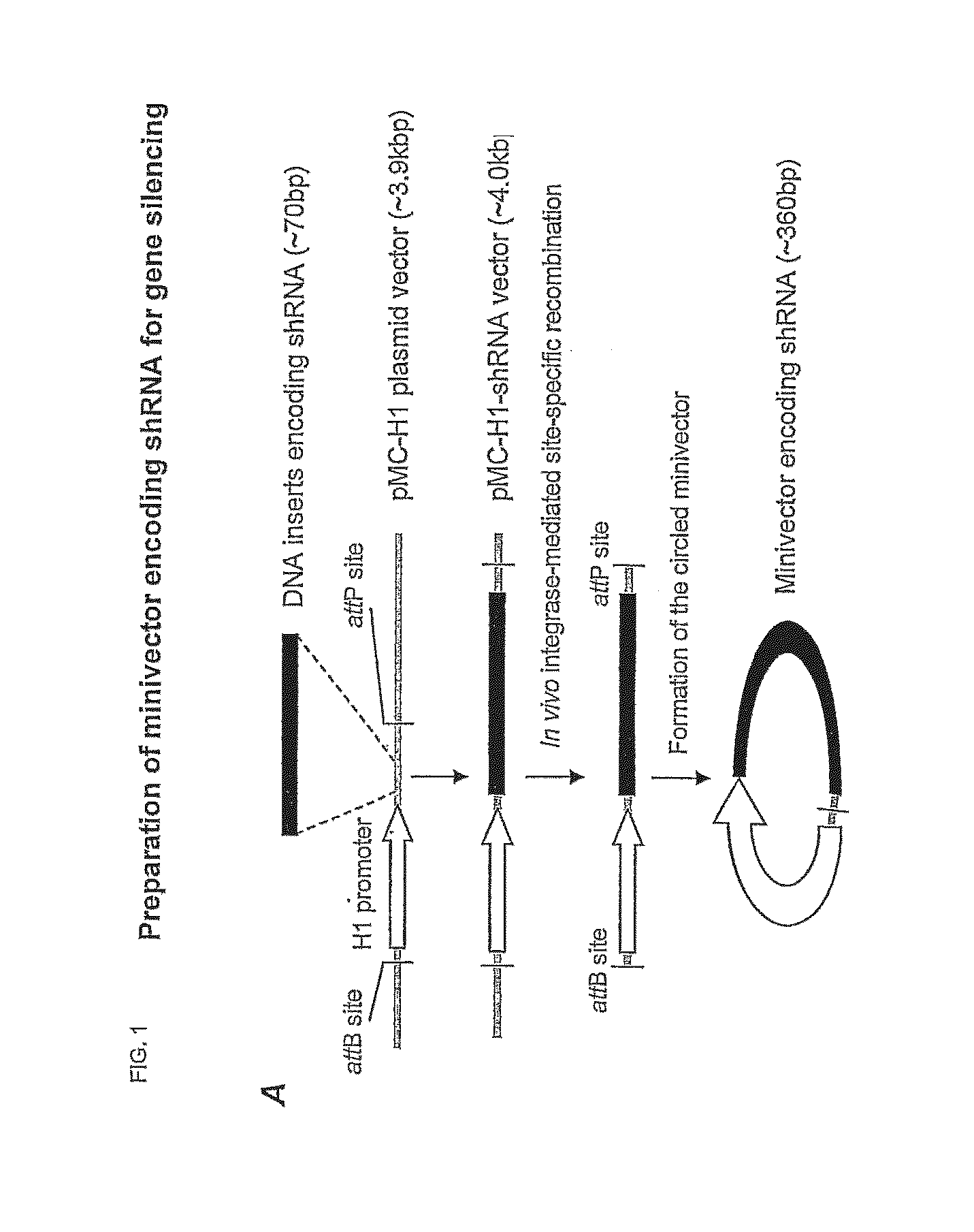 Supercoiled minicircle DNA for gene therapy applications