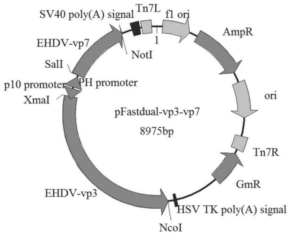 Blocking ELISA antibody detection kit based on EHDV core-like particles, preparation method and application