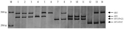 Trichophyllum 6vs chromosome-specific molecular marker 6vs-bh1 and its use