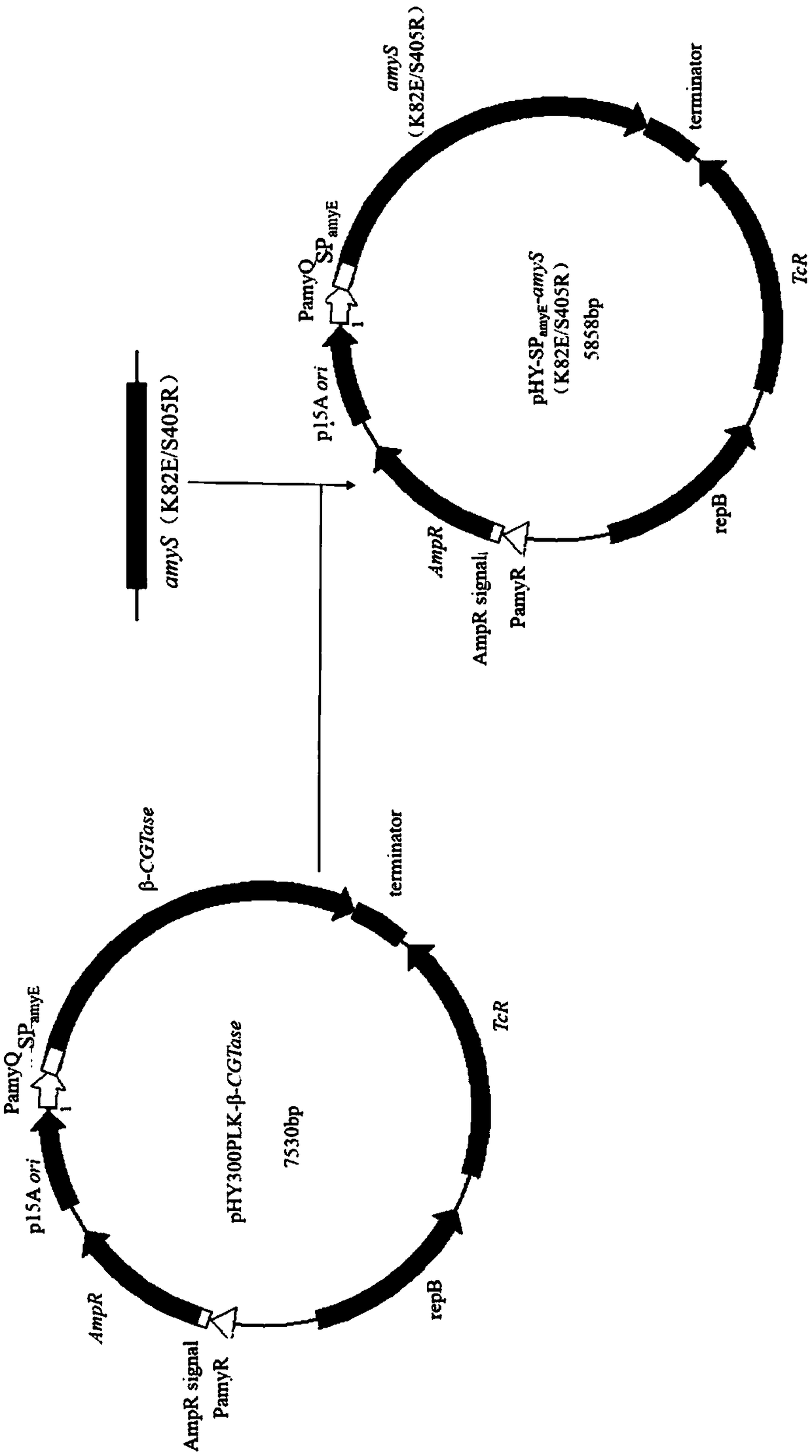 An alpha-amylase mutant with improved enzymatic activity and applications thereof