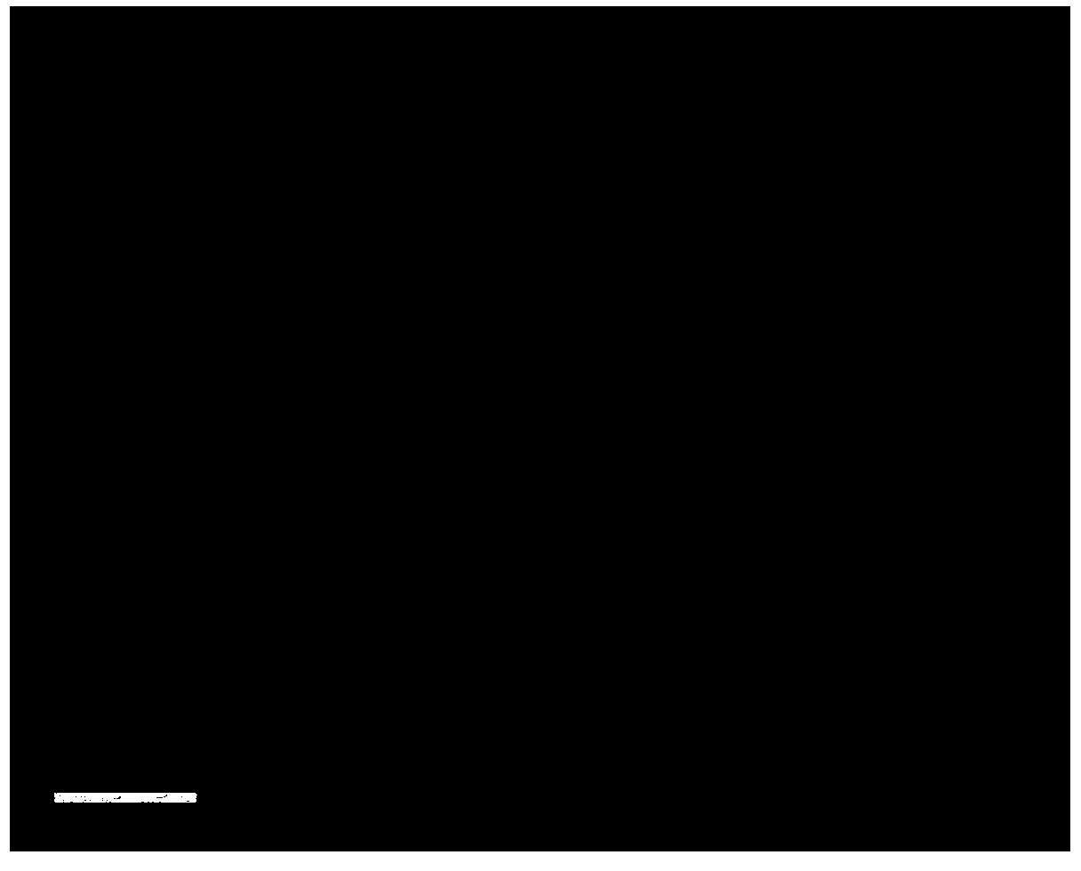 Simple and quick preparation method of nitrogen-doped carbon quantum dots