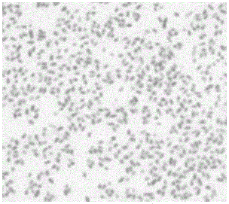 Pseudomonas allowing (+/-)gamma-lactam to be split to obtain (-)gamma-lactam and screening and application thereof