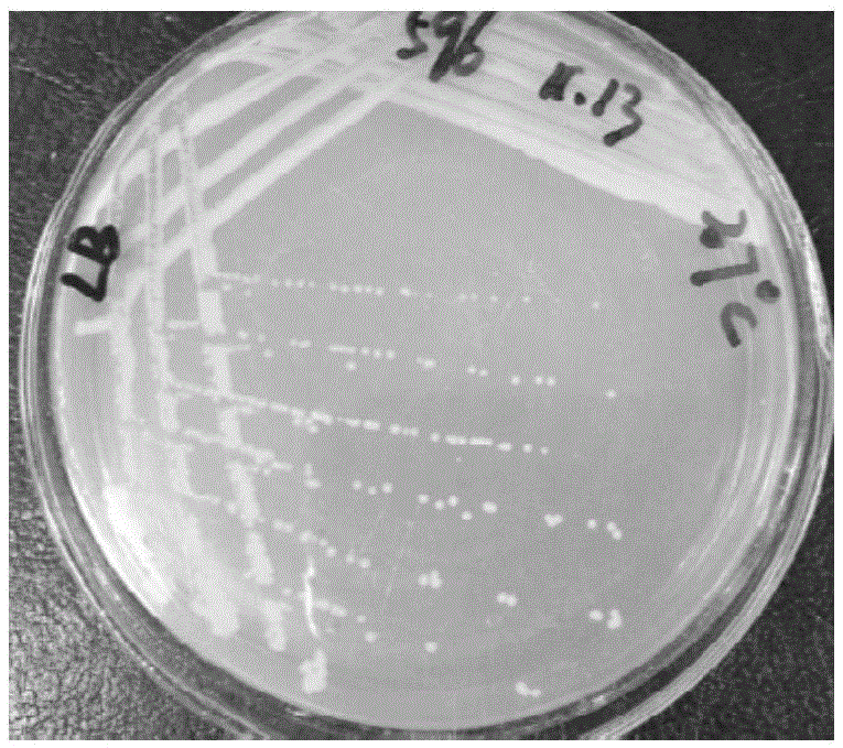 Pseudomonas allowing (+/-)gamma-lactam to be split to obtain (-)gamma-lactam and screening and application thereof