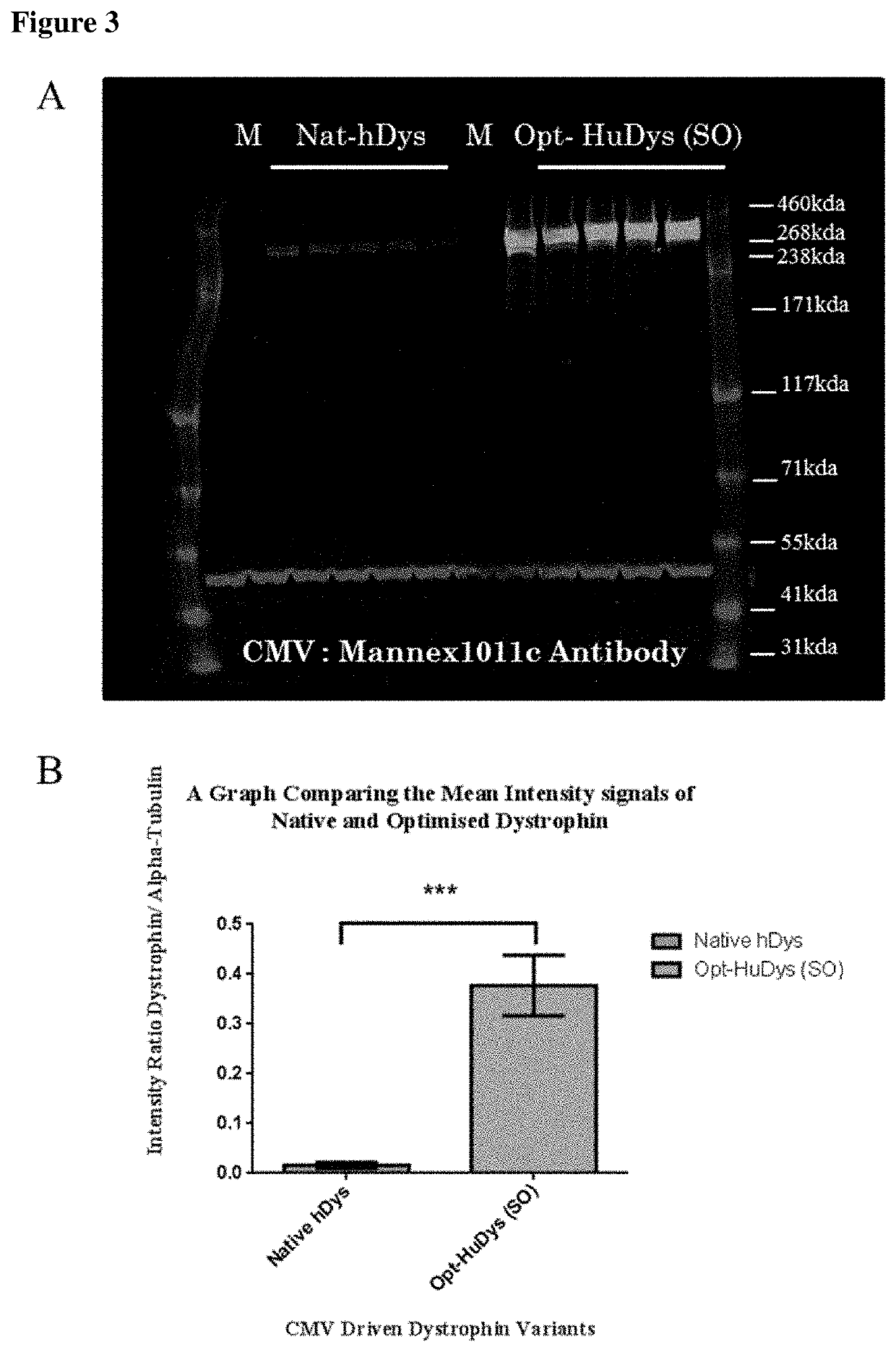 Treatment of Muscular Dystrophies