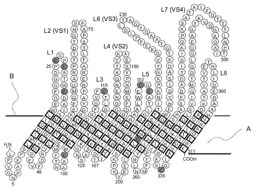 Chimeric momp antigen, method and use