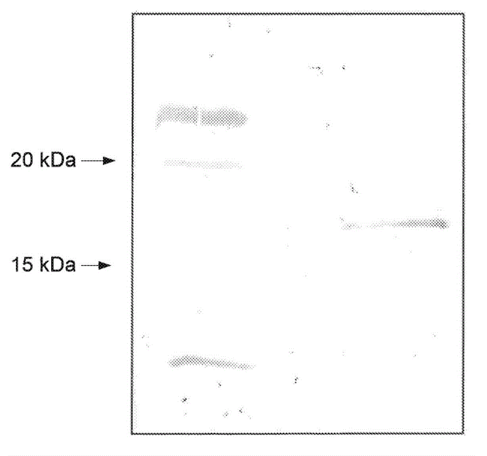 Chimeric momp antigen, method and use