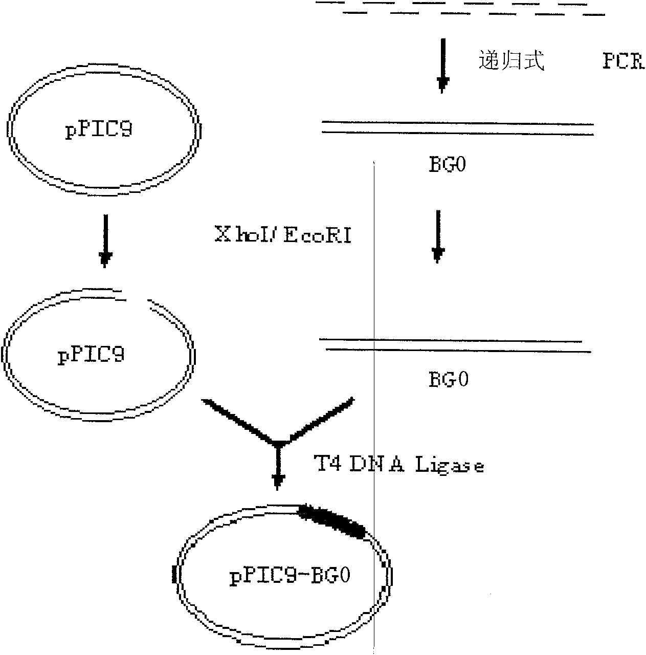 Batroxobin and its preparing process and specific coding gene