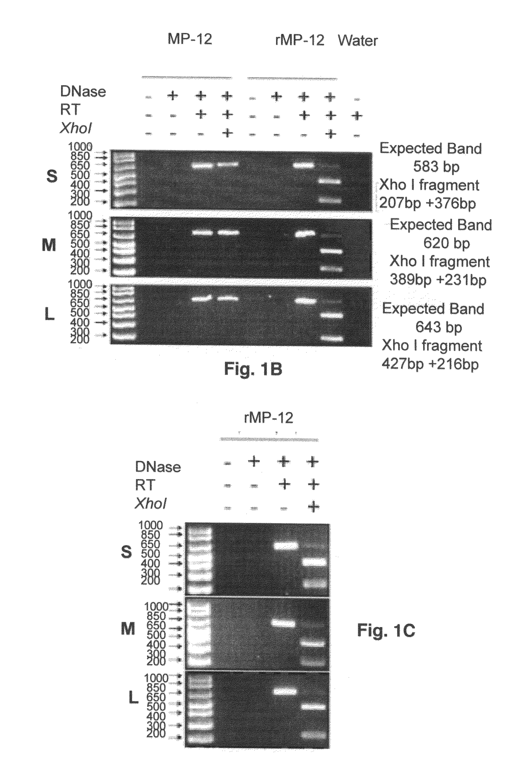 Reverse genetic system for rift valley fever virus and uses thereof