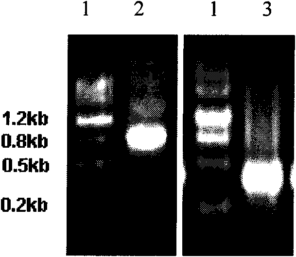 Plant stress resistance related protein GmSIK1, coding gene thereof and application thereof