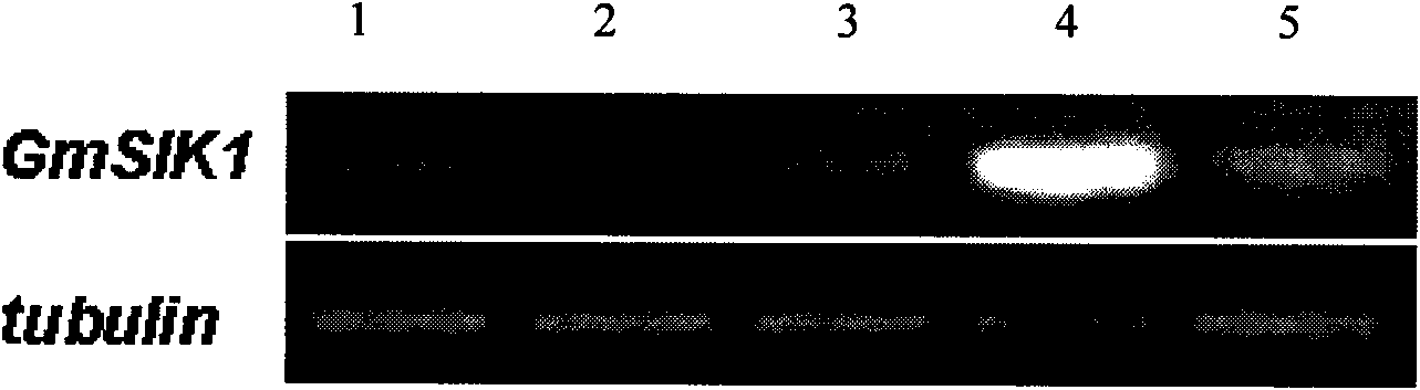 Plant stress resistance related protein GmSIK1, coding gene thereof and application thereof