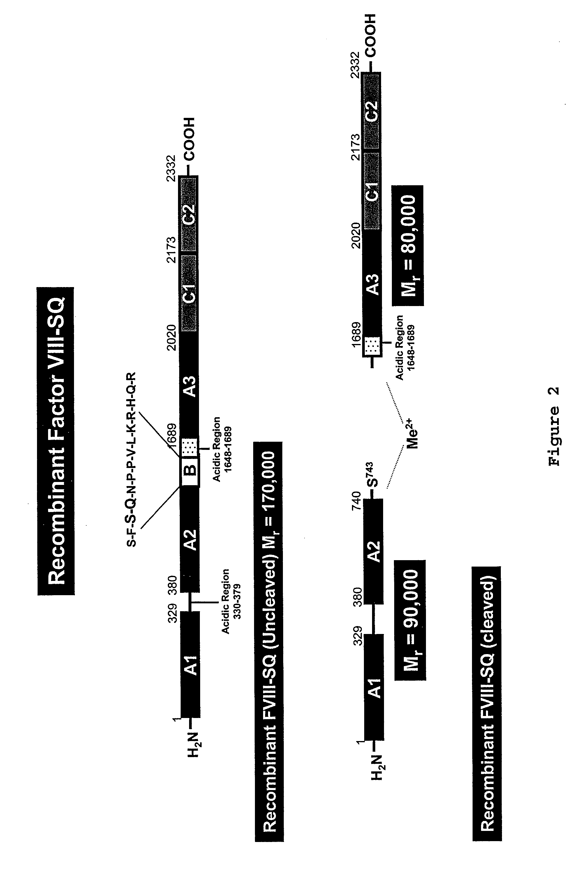 Compositions and methods for the treatment of hemophilia a