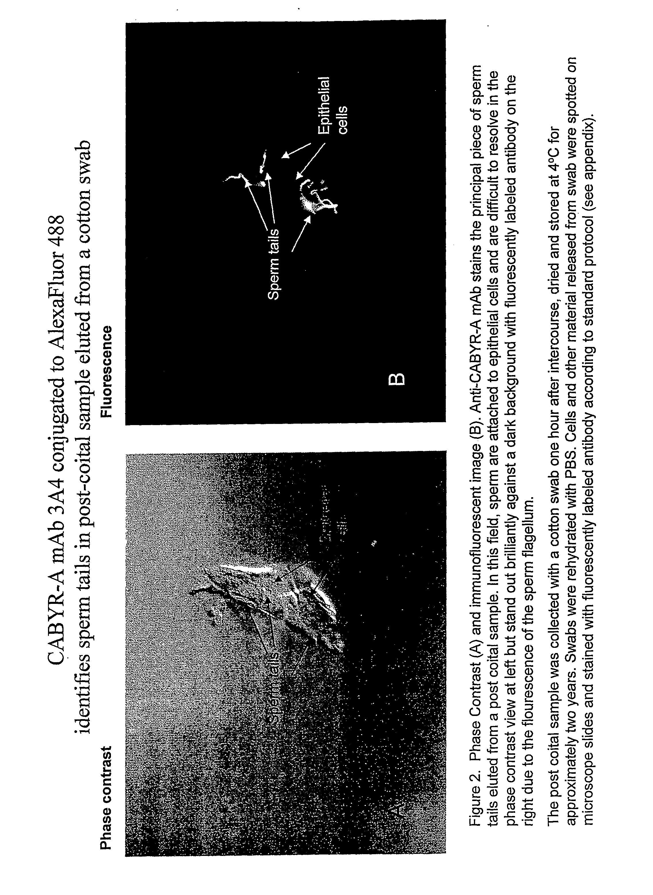 Compositions and Methods for Identifying Sperm for Forensic Applications