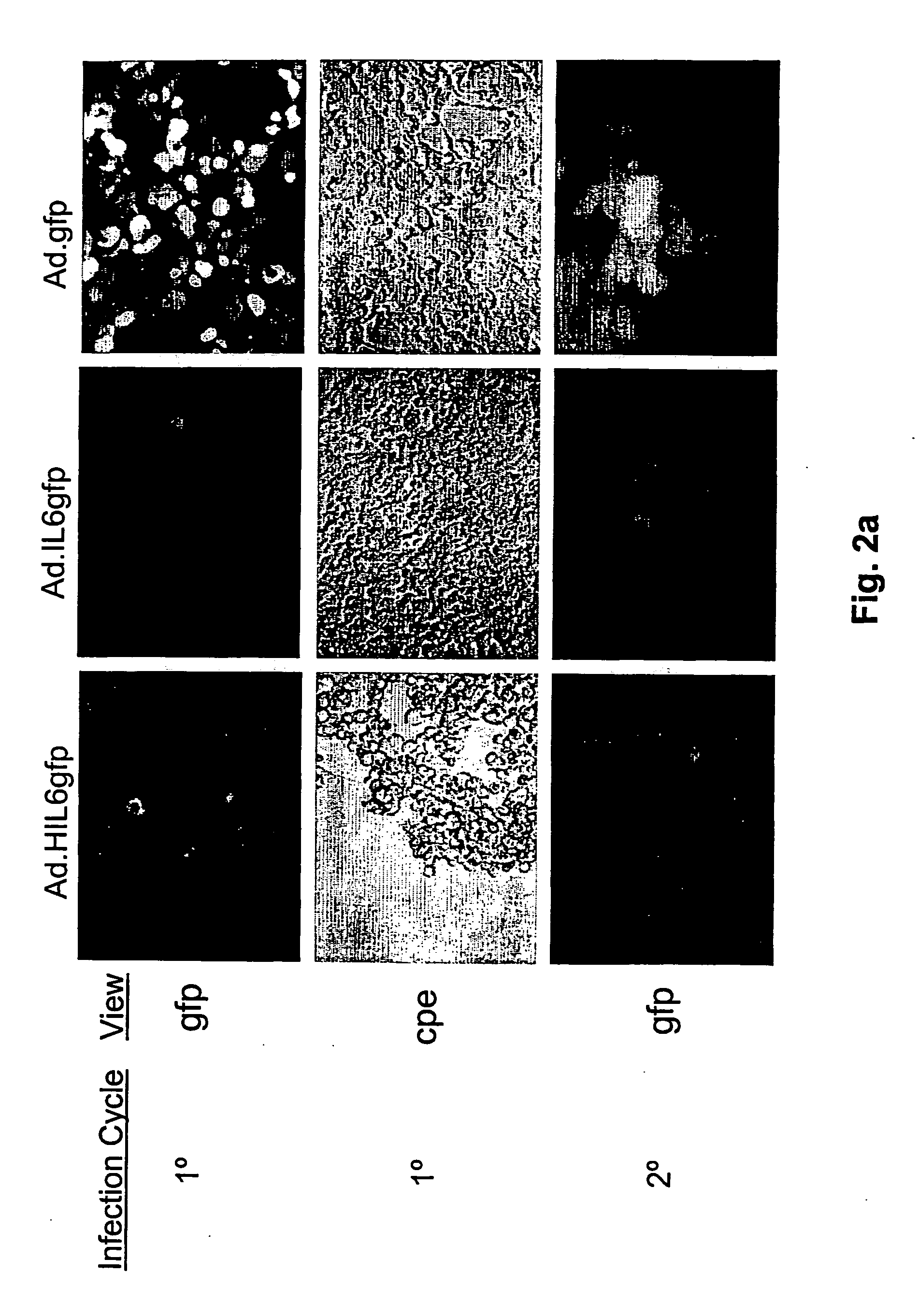 Compositions and methods for treating cancer with an oncolytic viral agent