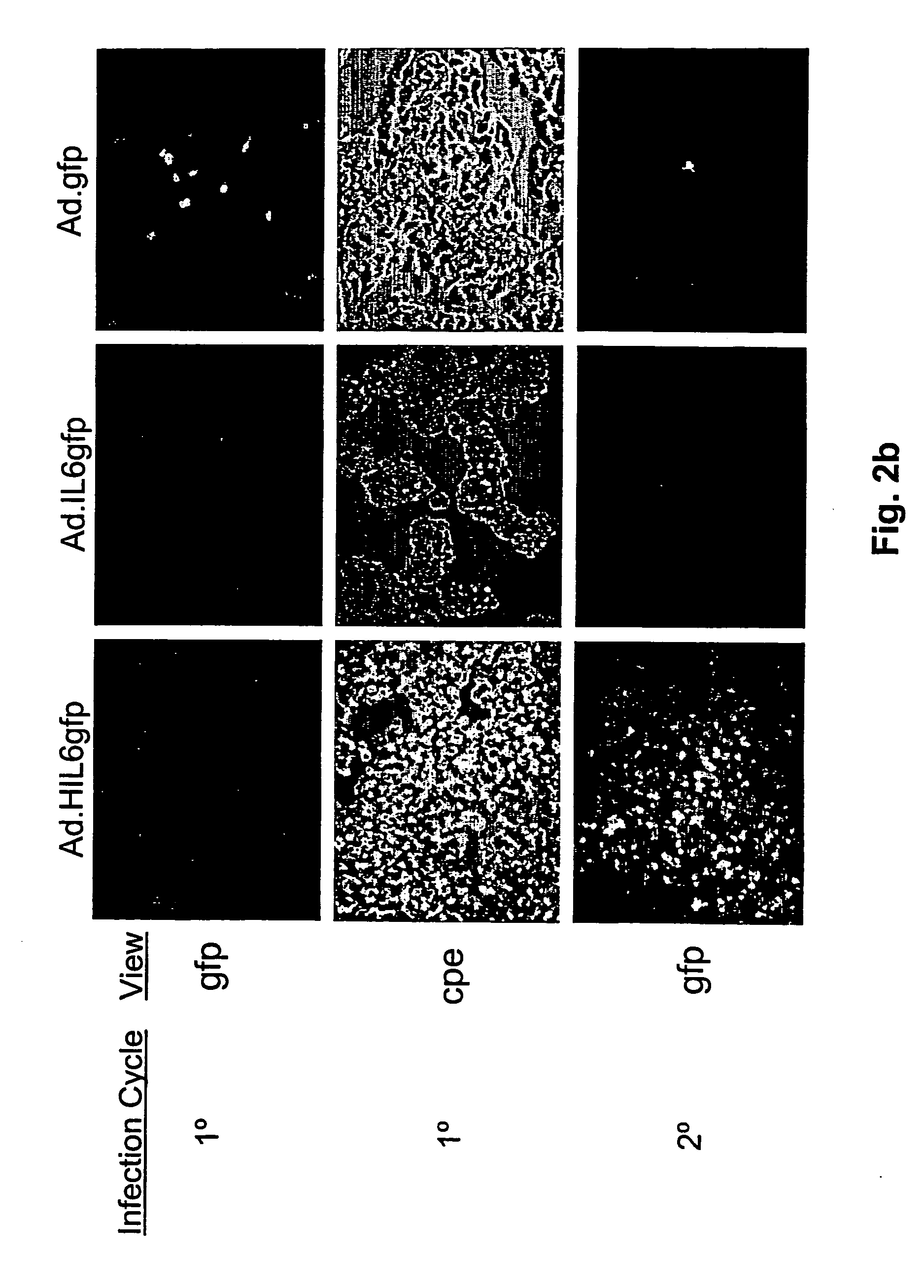 Compositions and methods for treating cancer with an oncolytic viral agent