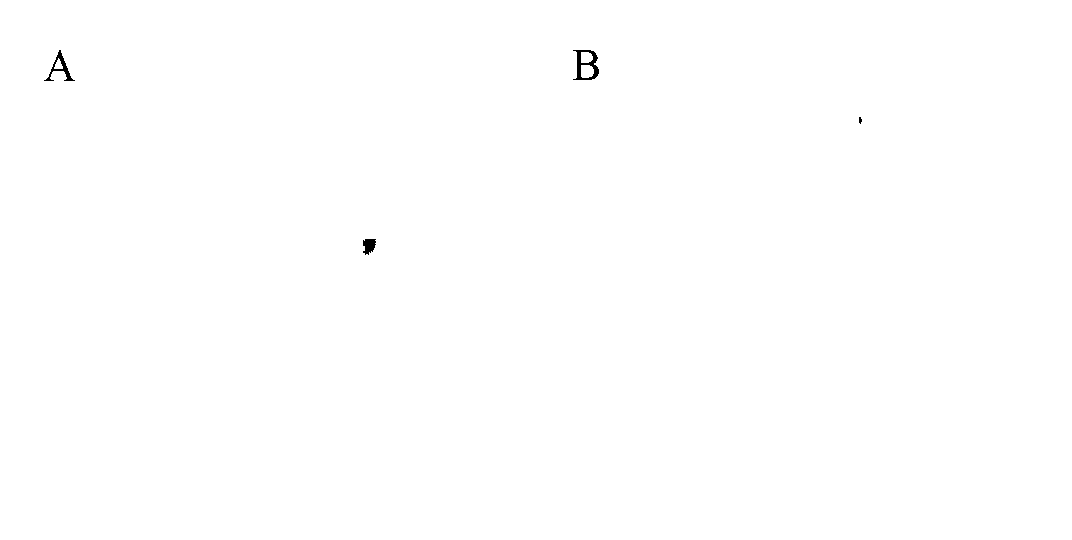 Method for separating and purifying antibacterial peptide of endophytic bacteria strain though high efficiency liquid chromatography