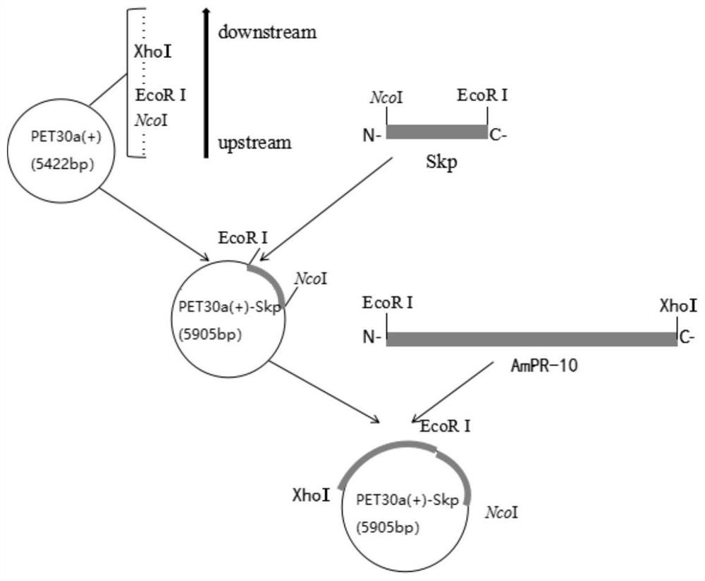 Recombinant expression vector for improving soluble expression of pathogenesis-related proteins in Mongolia astragaloside
