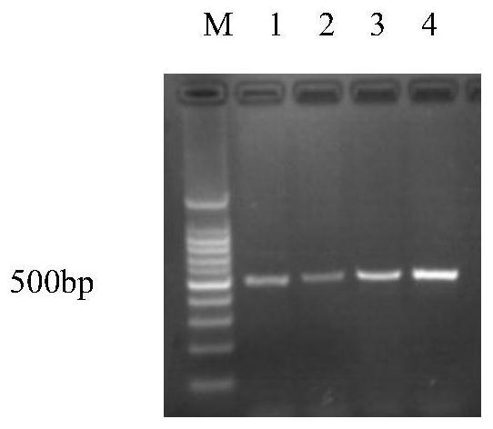 Recombinant expression vector for improving soluble expression of pathogenesis-related proteins in Mongolia astragaloside