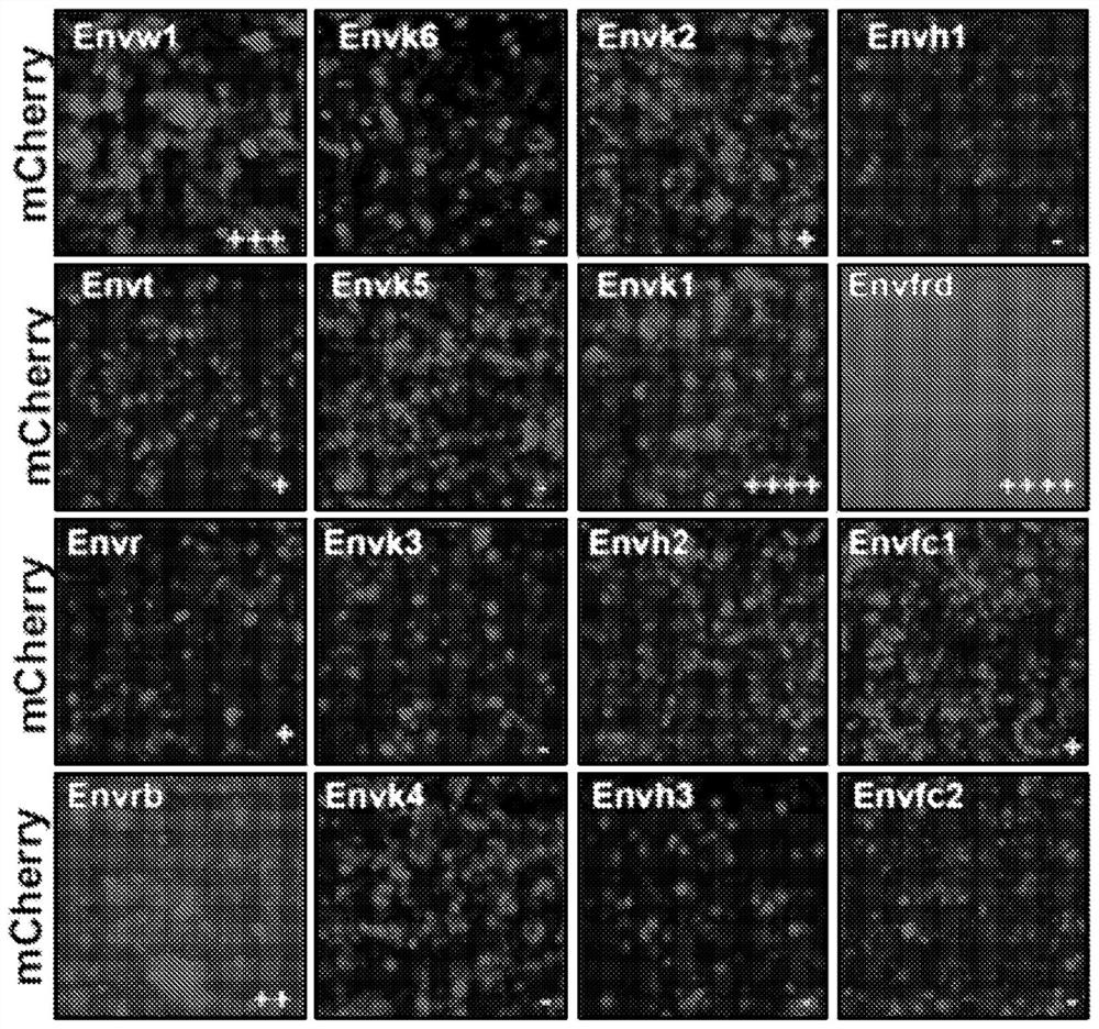 Compositions and methods for delivery of cargo to target cells