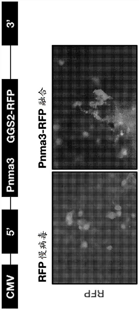 Compositions and methods for delivery of cargo to target cells