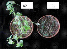 Rapid screening method for identification of tomato cold resistance and application