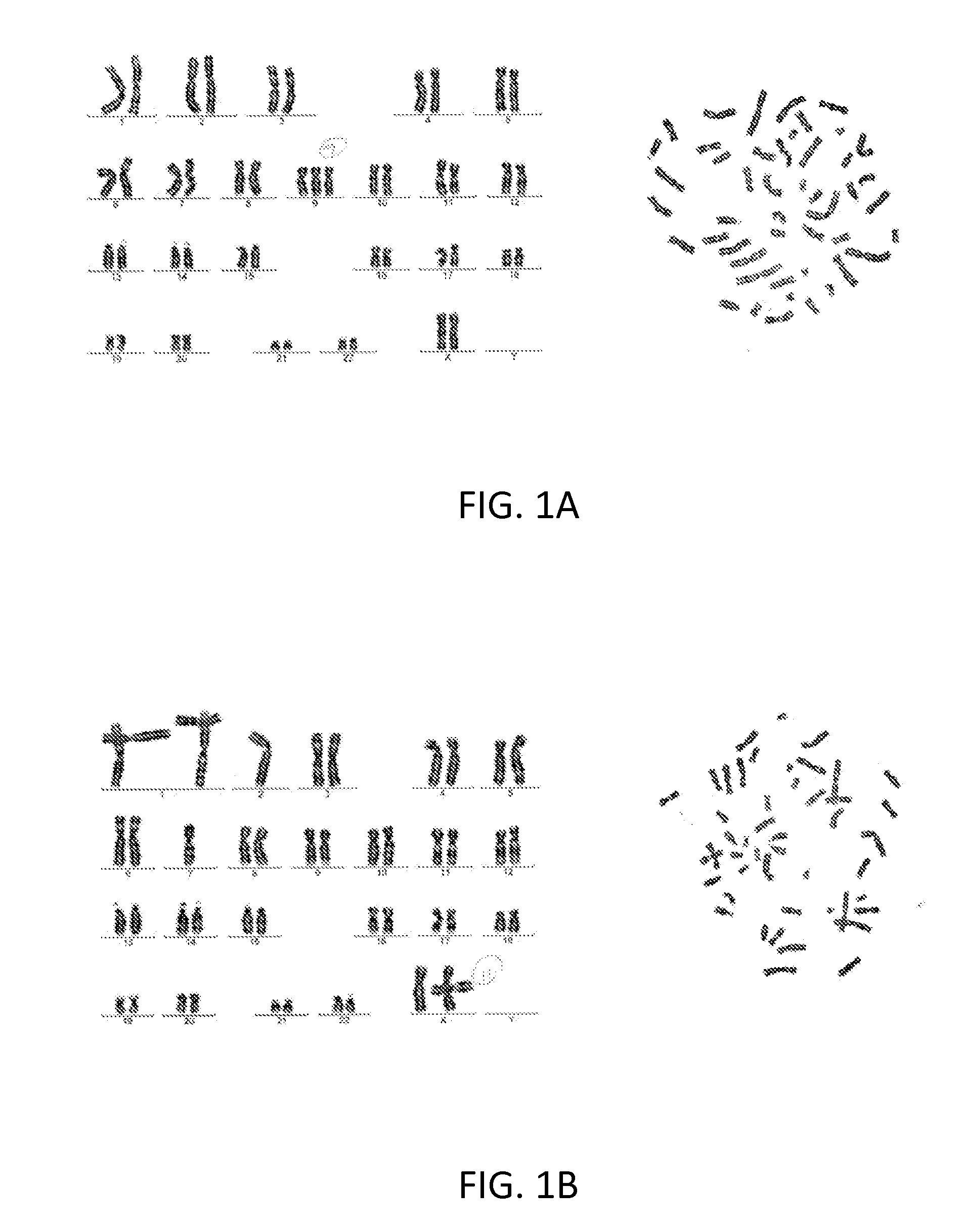 Systems and methods for diagnosing a predisposition to colon cancer