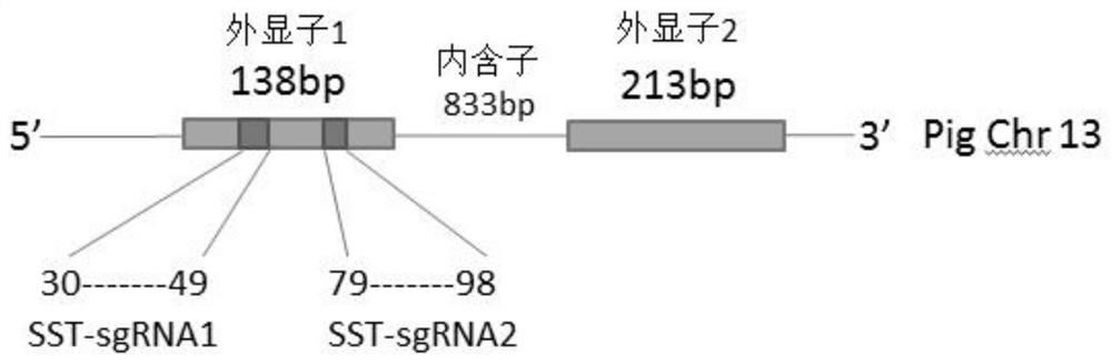 A sgRNA targeted to knock out the sst gene and its CRISPR/Cas9 system and application