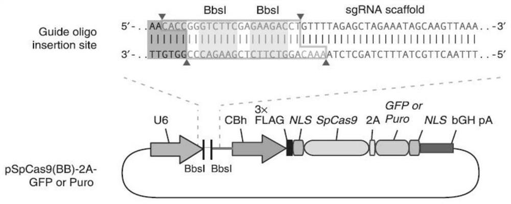 A sgRNA targeted to knock out the sst gene and its CRISPR/Cas9 system and application